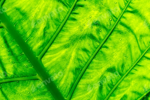 Preview: Vibrant green tropical leaf with water droplets showcasing intricate texture in a lush environment