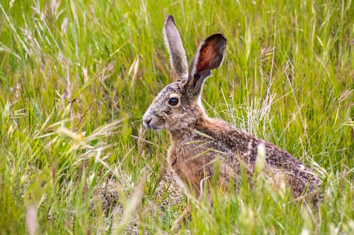 Preview: Black-tailed jackrabbit in tall grass