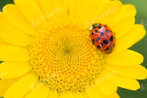 Preview: Adalia decempunctata, ten-spotted ladybird
