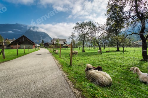Preview: Pasture in a small village in the Alps
