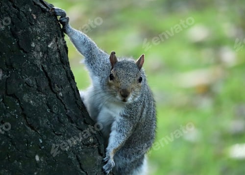Preview: Squirrel Climbing Up a Tree in the Forest