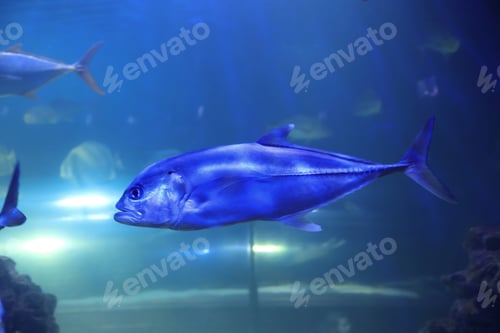 Preview: Tuna fish swimming in clear aquarium water