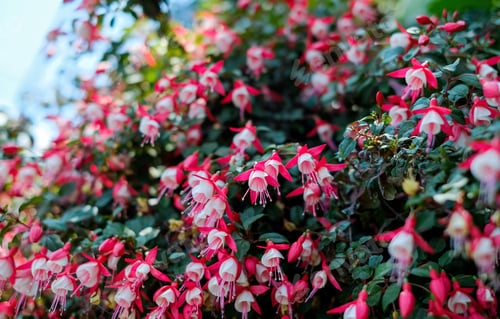 Preview: Flowering fuchsia bush