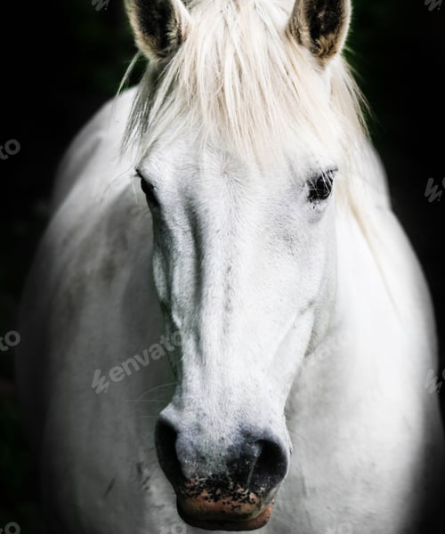 Preview: horse, mare, wilderness, stallion