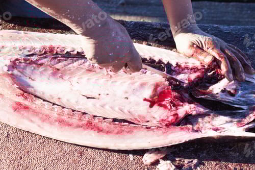 Preview: Fillet and flay. Cropped image of a fish being gutted.