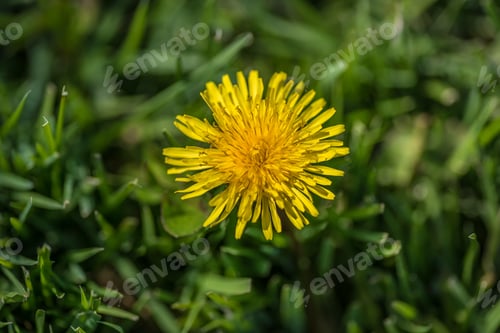 Preview: Closeup of yellow dandelion in lawn. Weeds weeding control fertilizer lawn care season concept