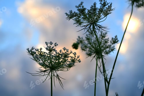 Preview: Queen Anne's Lace flowers silhouetted against a summer blue sky with pink clouds. sunset golden hour