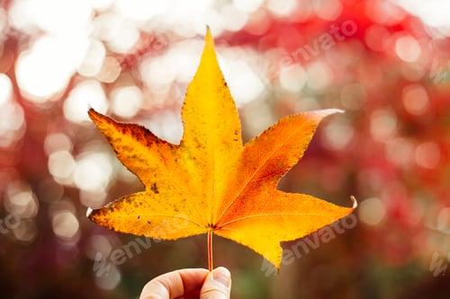 Preview: Woman holding yellow maple leaf, close-up