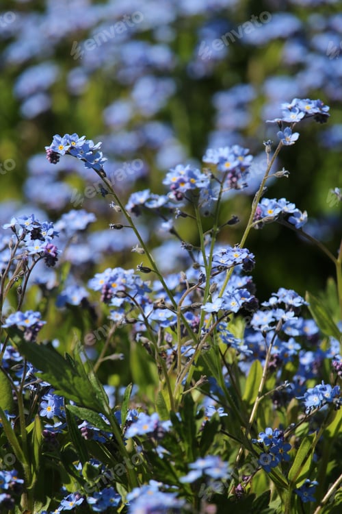 Preview: Closeup shot of beautiful blue alyssum wildflowers in a field