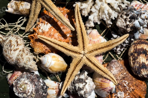 Preview: Starfishes, pearls, and amazing seashells close up