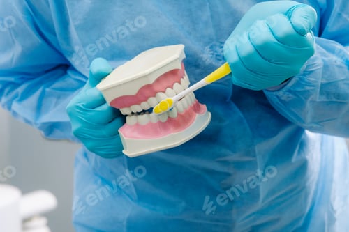 Vista previa: A model of a human jaw with teeth and a toothbrush in the dentist's hand