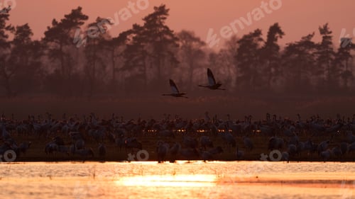 Preview: Common crane (Grus grus)