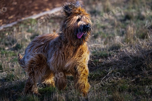 Preview: Beautiful view of a tan colored shaggy dog walking in the park
