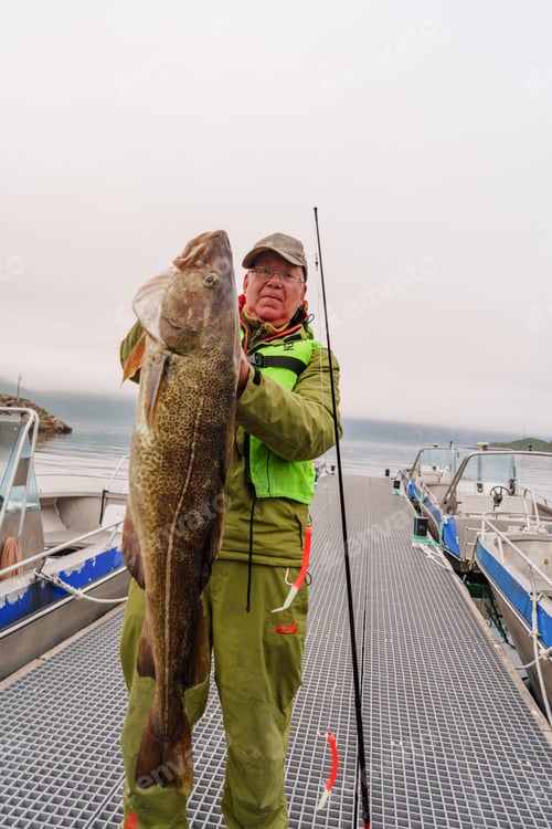 Preview: Fisherman holding a huge fish Cod. Norway Fishing tourism. Senior fisherman in ocean, fjord fishing.