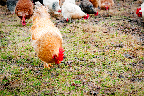 Preview: Chickens and rooster feed in a rural barnyard field. Chicks in eco-farm pasture.poultry farming.