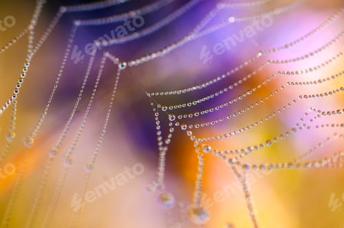 Preview: Beautiful pattern of spider's web with dewdrops on green background, Nature background