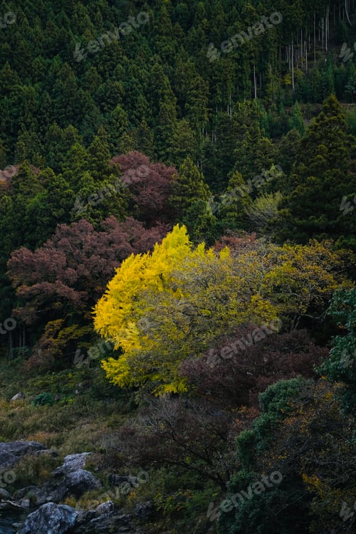 Preview: Bright yellow ginkgo leaves in the woods