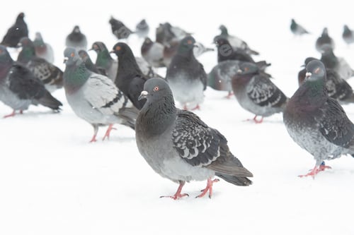 Preview: homing pigeons