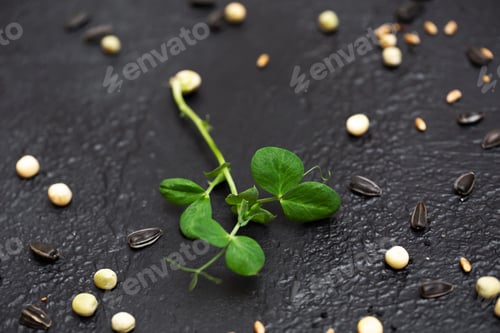Preview: Sprouts vegetable of peas, microgrid, healthy food.