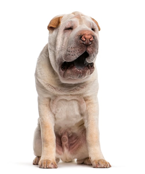 Preview: Shar Pei sitting in front of white background
