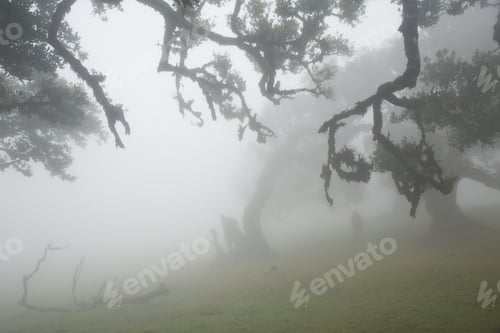 Preview: Foggy day in tropical forest