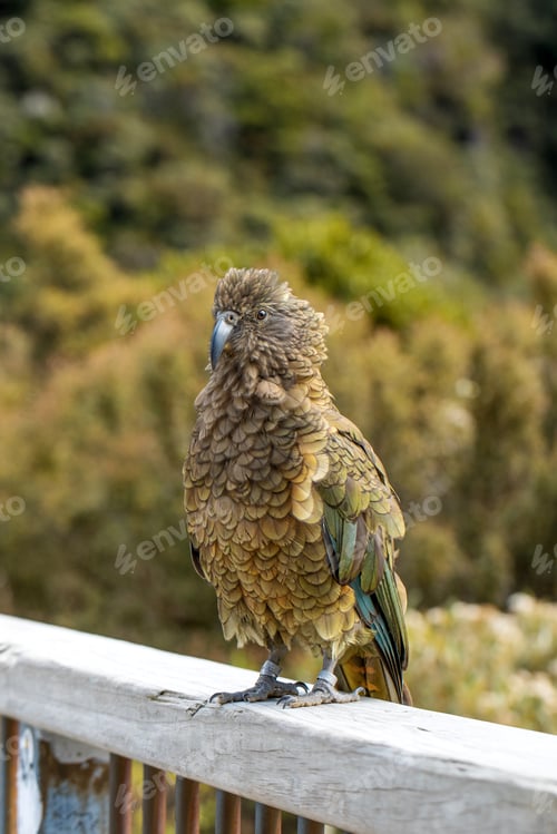 Preview: Curious Kea perched in the wild, encapsulating the spirit of New Zealand's majestic alpine fauna