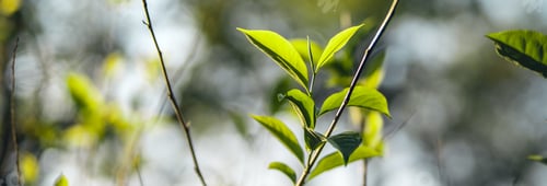 Preview: Freshness tea leaves in nature