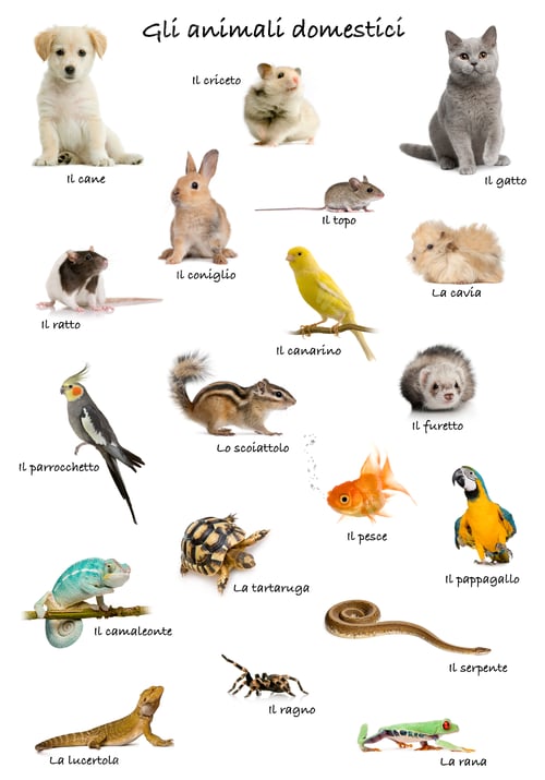 Preview: Collage of pets and animals in Italian in front of white background, studio shot