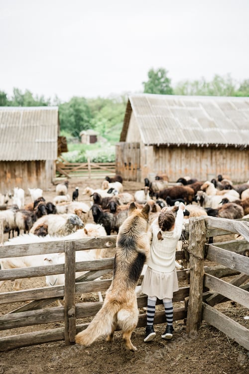 Preview: Little girl and shepherd dog on the farm. Agritourism concept. Life in the countryside
