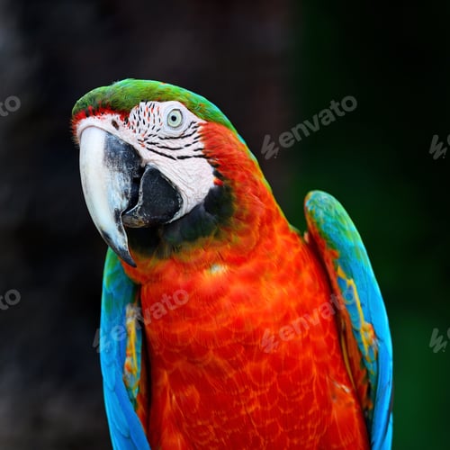 Preview: Harlequin Macaw