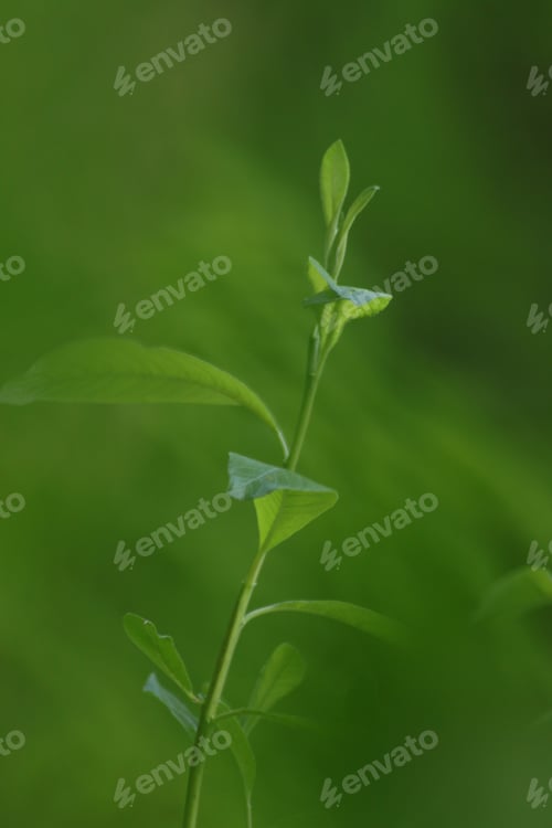 Preview: Green Leaves and green background