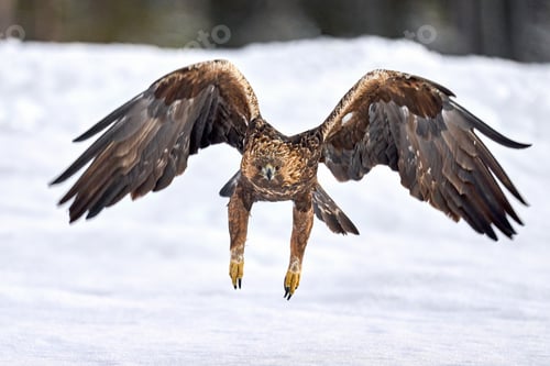 Preview: Golden eagle (Aquila chrysaetos)