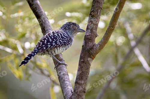 Preview: Speckled Bird Resting on a Branch in Nature