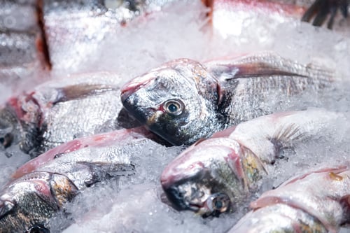 Preview: Showcase with chilled fish in grocery store, close up.