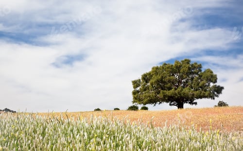 Preview: Lonely tree at the top of a hill