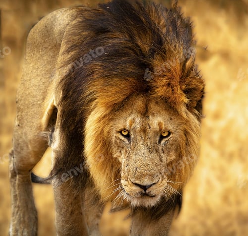 Preview: Best wildlife experiences in the world