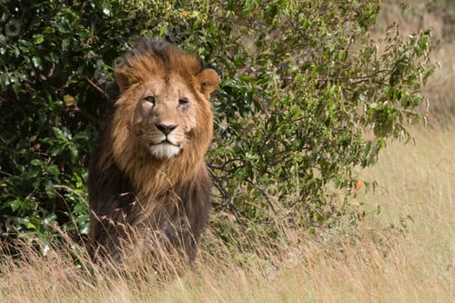 Preview: Majestic lion standing amidst the savannah grasses