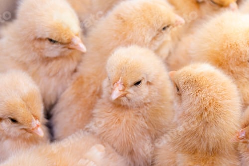 Preview: Close up newborn chicken, chicken farm