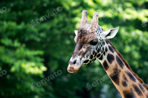 Preview: Giraffe in the wild