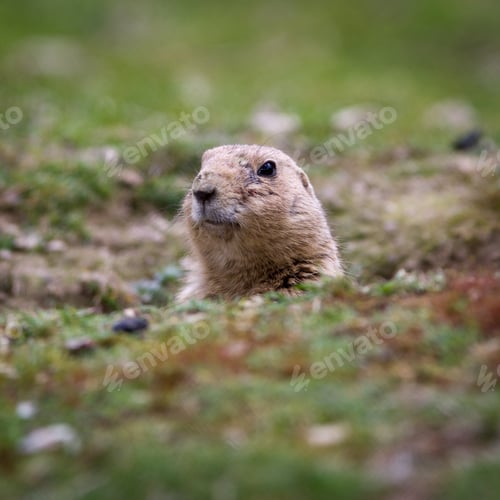 Preview: black tailed prairie dog (Cynomys ludovicianus)
