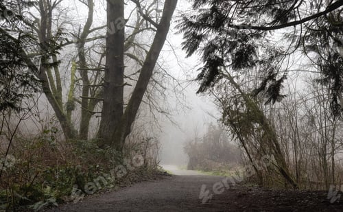 Preview: Path in the Canadian rain forest with green trees