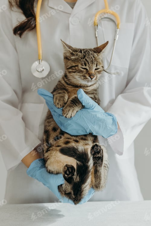 Preview: A girl veterinarian holds a dozing kitten in her hands in a home clinic.