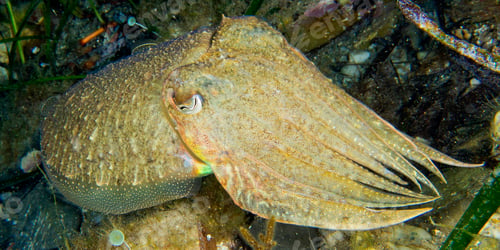Preview: Cuttlefish, Cabo Cope Puntas del Calnegre Regional Park, Spain