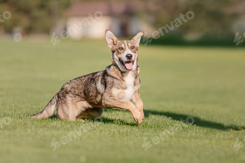 Preview: A mixed breed dog on a walk. Dog running on the grass. Cute dog playing. Funny pet. Pet adoption.