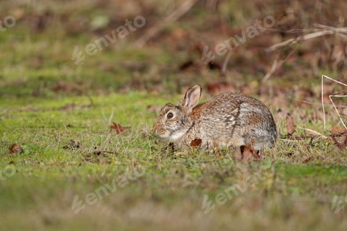 Preview: Fluffy European rabbit (Oryctolagus cuniculus) resting on the ground on the blurred background