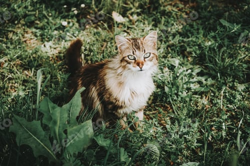 Preview: Amazing and beautiful cat outdoors