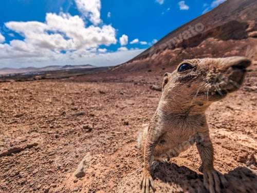 Preview: The Calderon Hondo volcano, Fuerteventura, Canary Islands