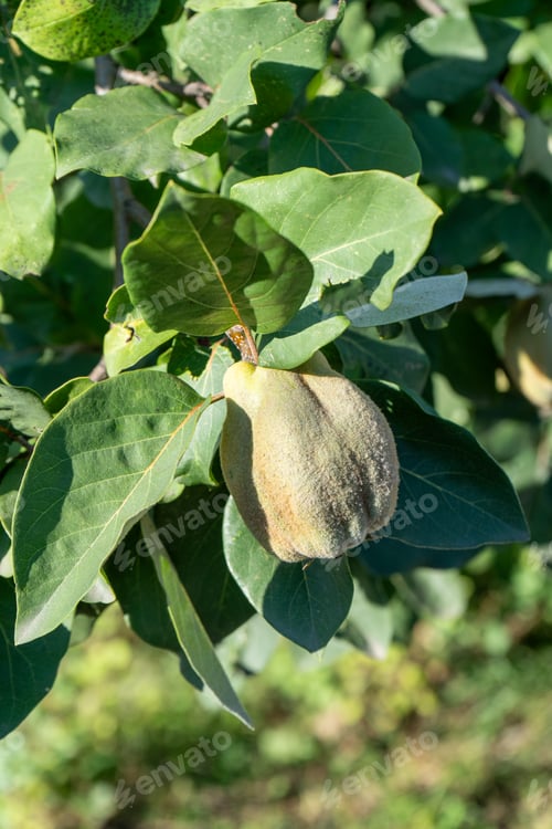 Preview: Quince fruit on a tree. Branch with leaves.
