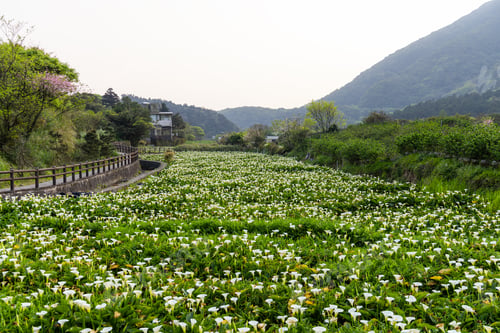 Preview: Calla lily field in Yangmingshan of Taiwan
