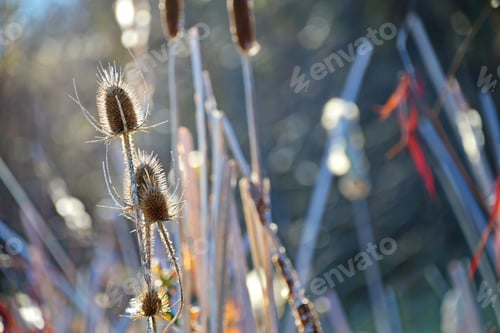 Preview: Winter thistle flowers plants in early morning golden sunlight, warm natural tones